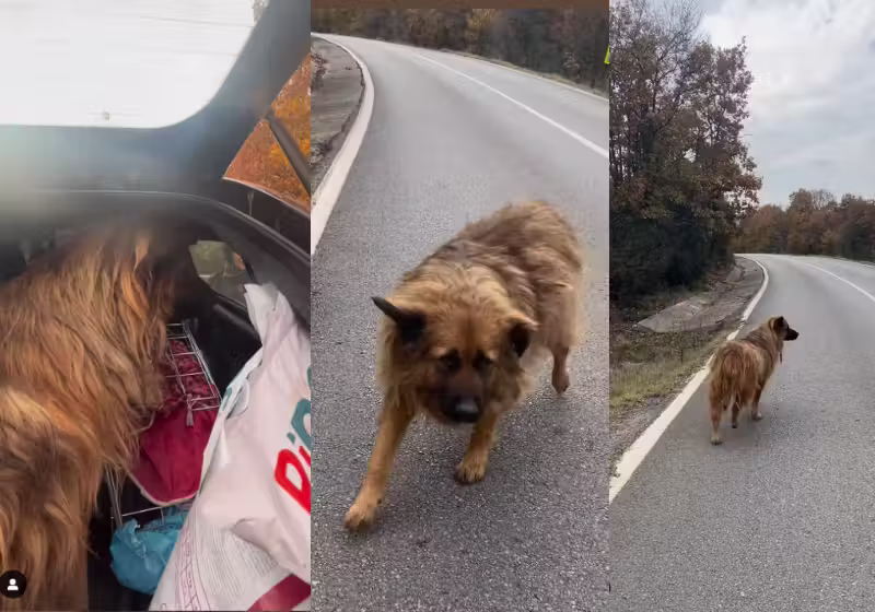 Mert Akkok, um motorista da Turquia, que estava na estrada, para e resgata um cachorrinho que seguia o carro dele. Detalhe: o homem é tutor de outros 29 cães, -Foto: @mertakkok